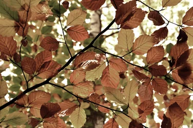 Golden Autumn Leaves
