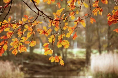 Golden Autumn Oak Leaves