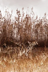 Golden Reeds Reflection
