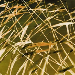 Golden Reeds Sway