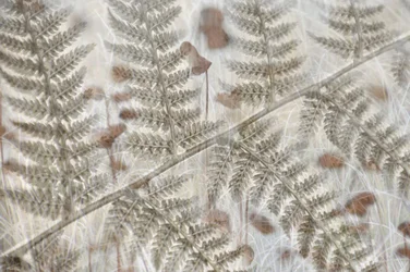 Layered Fern Fronds