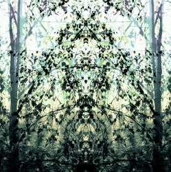 Mirrored Forest Dream
