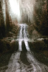 Misty Forest Road