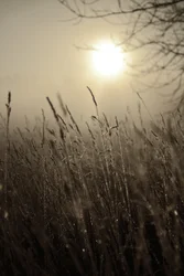 Misty Morning Sun