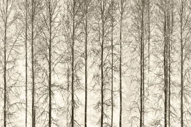 Monochrome Winter Trees