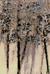Moody Forest Reflections