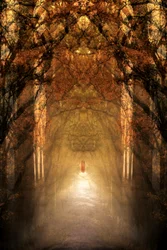 Mystical Forest Tunnel