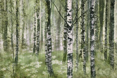 Peaceful Birch Forest
