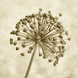 Sepia Allium Sphere