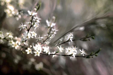 Sloe Blossom