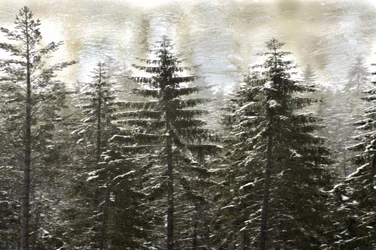 Snowy Winter Forest