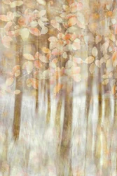 Soft Autumn Light
