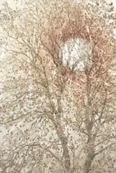 Soft Autumn Tree