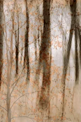 Soft Autumn Woods