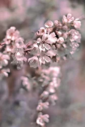 Soft Pink Blossoms