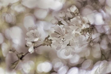 Soft Spring Blossoms