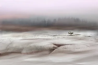 Solitary Winter Tree