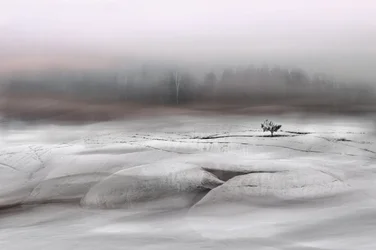 Solitary Winter Tree