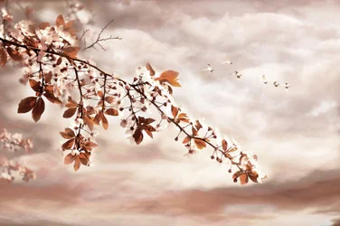 Spring Blossoms and Birds