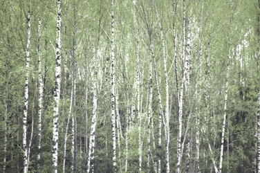 Springtime Birch Forest