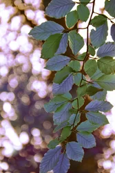 Sunlit Green Leaves