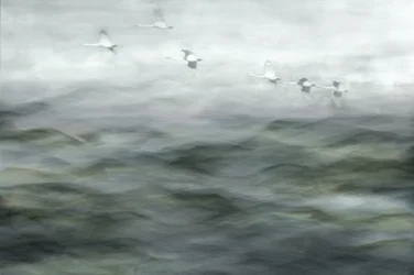 Swans Over Misty Water