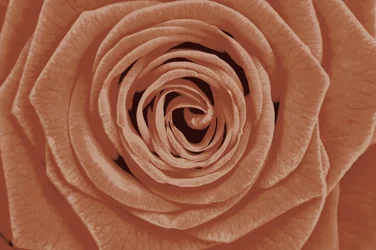 Terracotta Rose (detail)