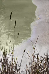 Tranquil Shoreline Grass
