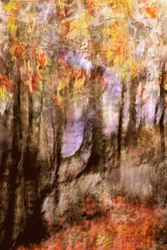 Vibrant Autumn Forest