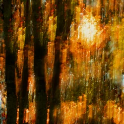 Vibrant Autumn Trees