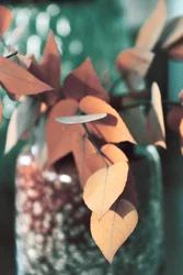 Warm Autumn Leaves