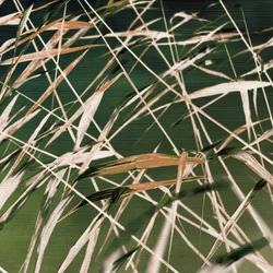 Whispering Reeds Abstract