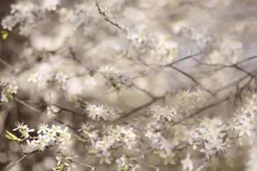 White Spring Blossoms