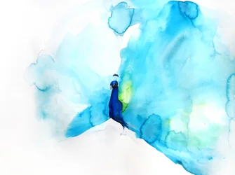 Elegant Blue Peacock