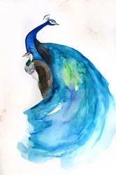 Majestic Blue Peacock