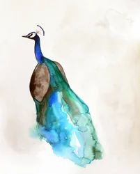 Vibrant Blue Peacock