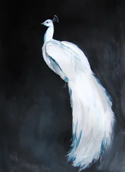 White Peacock Majesty