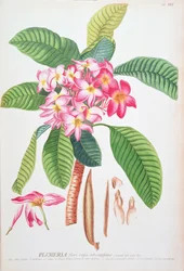 Plumeria: from Plantae Selectae