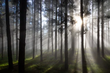 Misty Forest Sunbeams