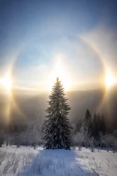 Snowy Tree Sun Halo