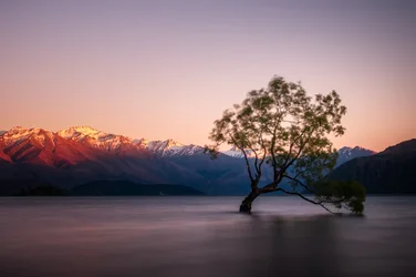 Twilight Lake Lone Tree