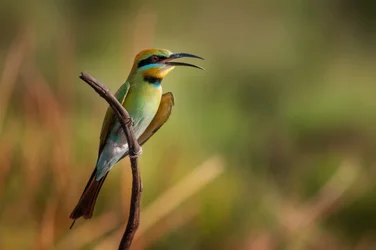 Vibrant Bee-eater Calling