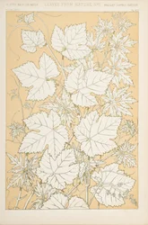 Leaves from Nature, 1868