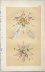 The Art of Decorative Design: With an Appendix, Giving the Hours of the Day at Which Flowers Open, Published by Day & Son, London, 1862