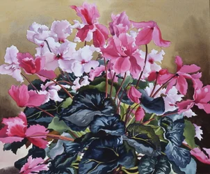 Cyclamen, 2004