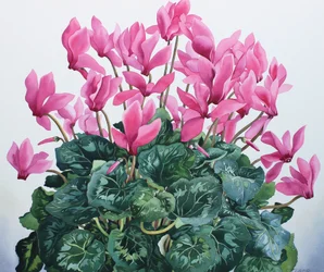 Cyclamen Portrait