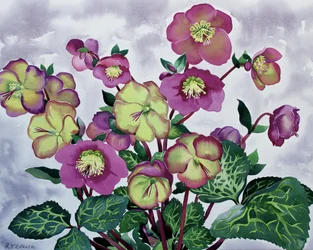 Helleborus