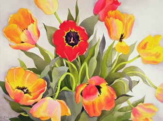 Orange and Red Tulips