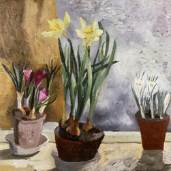 Crocus and Daffodils in Pots
