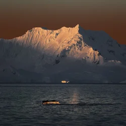 Whale Tail Golden Sunset